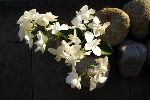 Phalaenopsis aphrodite Stock Photos