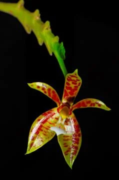 Phalaenopsis cornu-cervi Stock Photos