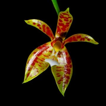 Phalaenopsis cornu-cervi Stock Photos