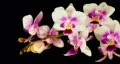 Phalaenopsis equestris - orchid time lapse HD Footage