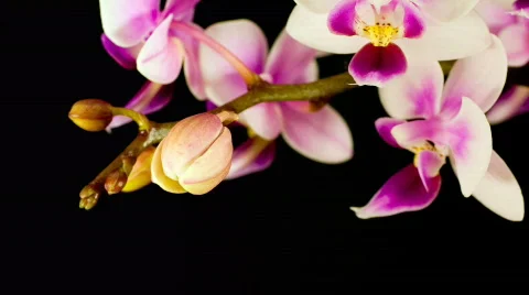 Phalaenopsis equestris - orchid time lapse Stock Footage