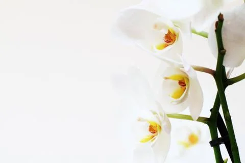 Phalaenopsis flower Stock Photos