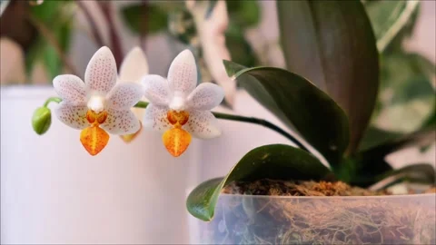 Phalaenopsis Mini Mark first bloom Stock Footage 315464120