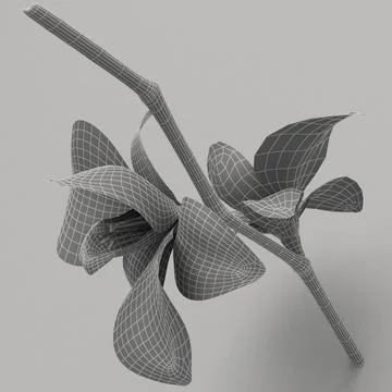 Phalaenopsis orchid 3D Model