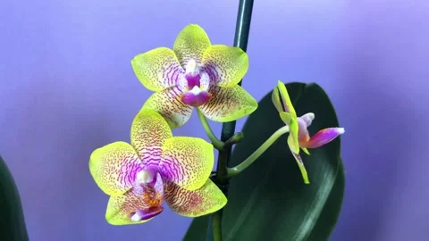 Phalaenopsis orchid in bloom Stock Footage 273312272
