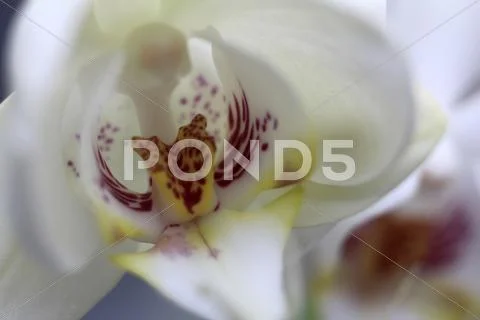 Phalaenopsis Orchid Flower Close Up Stock Photos