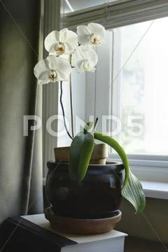 Phalaenopsis Orchid Flowers in Window Stock Photos
