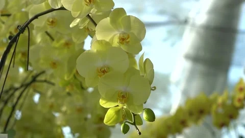 Phalaenopsis Orchid Stock Footage 217374081