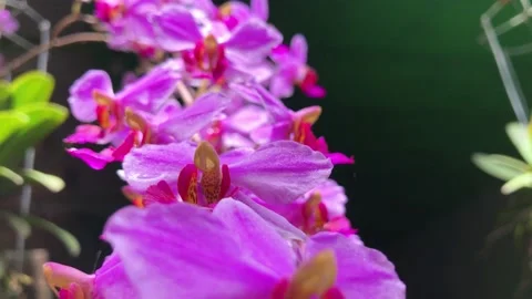 Phalaenopsis orchid Stock Footage 231657456