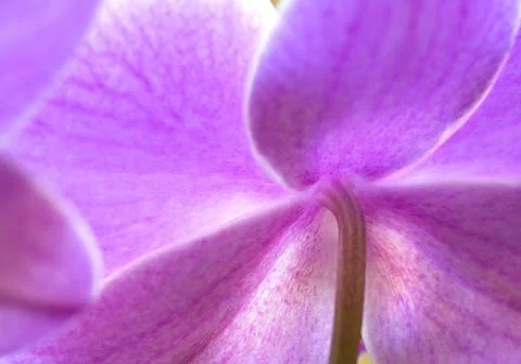 Phalaenopsis Orchid Stock Photos