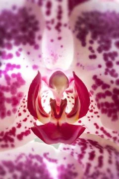 Phalaenopsis Orchid Fotos de archivo