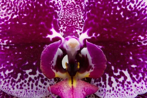 Phalaenopsis Orchid in spotted pattern - flower center Stock Photos
