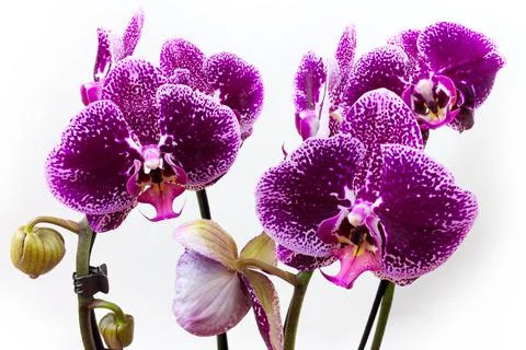 Phalaenopsis Orchid in spotted pattern Foto stock