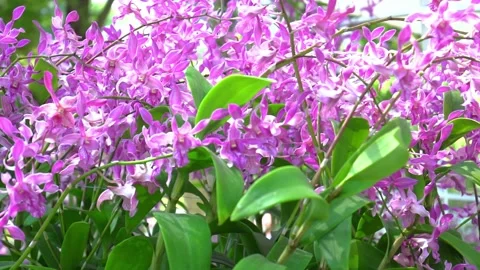 Phalaenopsis orchids flowers bloom in spring Stock Footage 141719983