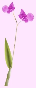 Phalaenopsis orchids Stock Illustration