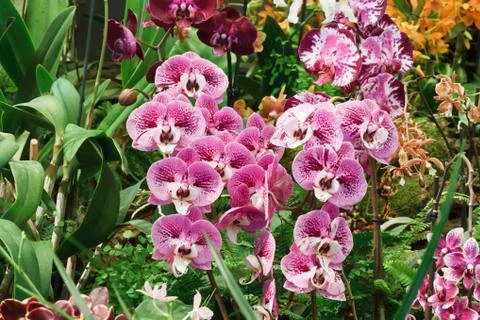 Phalaenopsis orchids Stock Photos