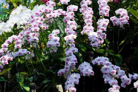 The Phalaenopsis orchids Stock Photos