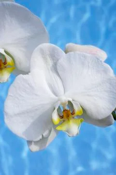 Phalaenopsis orchids Stock Photos