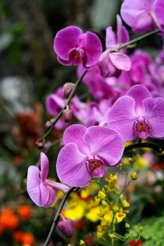 Phalaenopsis Stock Photos