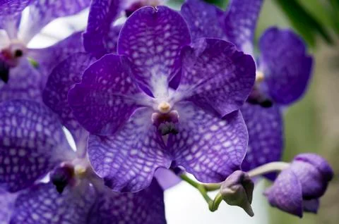 Phalaenopsis Stock Photos