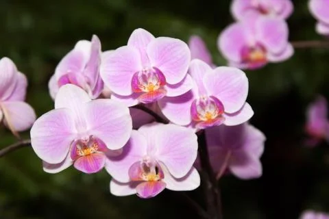 Phalaenopsis Stock Photos