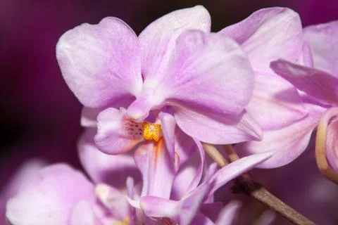 Phalaenopsis Stock Photos