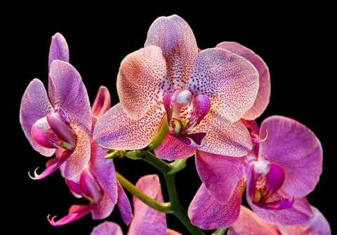 Phalaenopsis Stock Photos