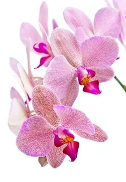 Phalaenopsis Stock Photos