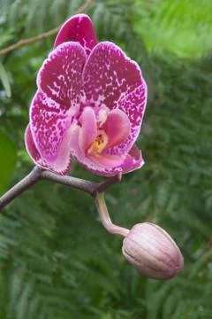 Phalaenopsis Stock Photos