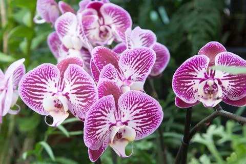 Phalaenopsis Stock Photos
