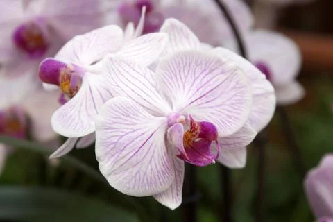 Phalaenopsis Stock Photos