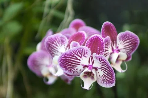 Phalaenopsis Stock Photos
