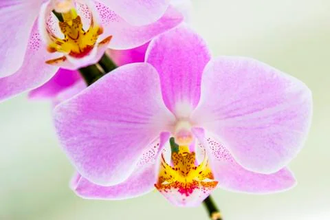 Phalaenopsis Stock Photos