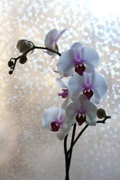 Phalaenopsis with white and purple flowers Stock Photos