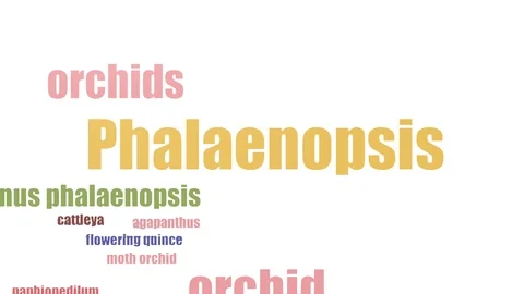 Phalaenopsis Word Cloud Animated On White Background Stock Footage 107216650
