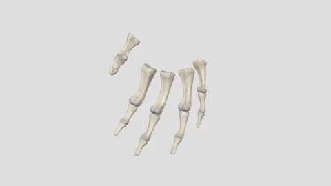 Phalanges. The 14 bones that are found in the fingers of each hand and also in Vídeos de archivo 252000030
