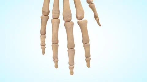 Phalanges bones of the hand 3d illustration Illustrazione stock
