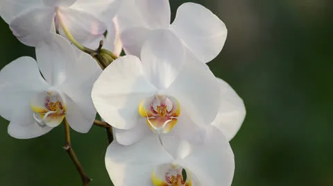 Phalanopsis orchid in the wind Stock-Footage 22797734