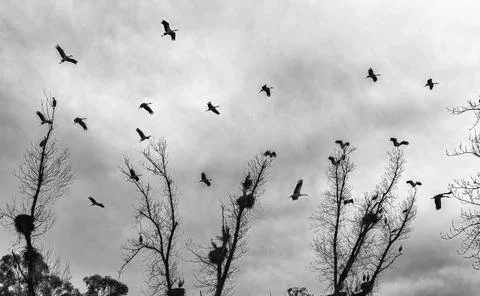 A phalanx of white storks Stock Photos