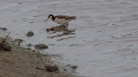 Phalarope feeding in pond mud Video stock 82181288