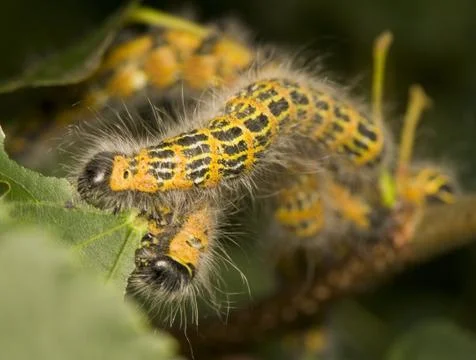 Phalera bucephala Stock Photos