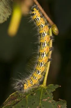 Phalera bucephala Stock Photos