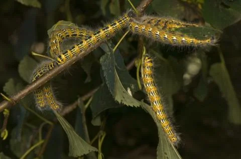 Phalera bucephala Stock Photos