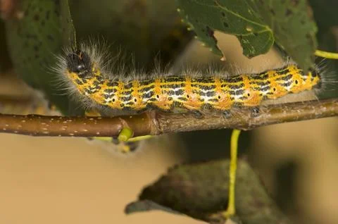 Phalera bucephala Stock Photos