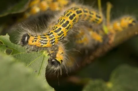 Phalera bucephala Stock Photos