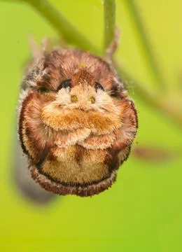 Phalera bucephala Stock Photos