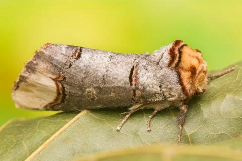 Phalera bucephala Foto stock