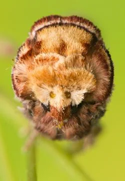 Phalera bucephala Stock Photos
