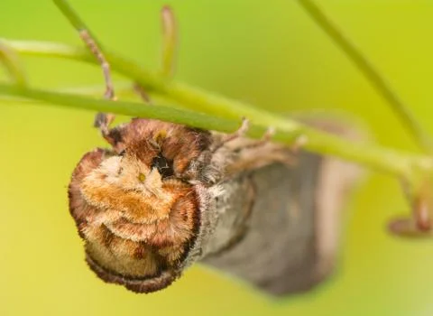 Phalera bucephala Stock Photos