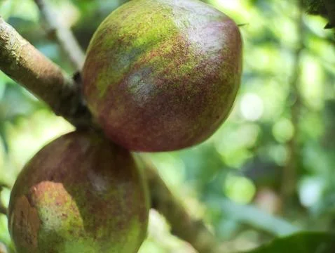 Phaleria macrocarpa Stock Photos